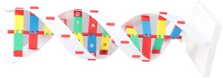 DNA Model Kit, Educational Toy for Biology Classroom, Colorful and Bright Design for Students Learning - Image 7