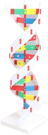 Jeanoko Colorful Double Spiral DNA Model Kit for Biology Classroom Teaching, 1 X DNA Model, Ideal for Kids Learning Interest and Molecular Exploration - Image 7