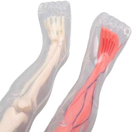 Human Body Model Interactive Learning Glow in the Dark Anatomy Figure Science Kit for Kids Students ABS 12.6 X 5.9 X 2.4in - Image 7