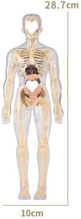 DIY Assemble Human Skeleton Model for Anatomy,Mini Human Body Science Classroom Skeleton Model with Removable Joint Kit (Clear (Adult Body Model)) - Image 7