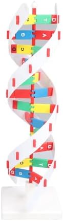 Kikumi DNA Model, Net Structure Human DNA - Image 7