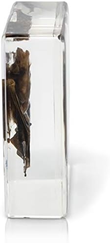 Bat Specimen- Real Bat Specimen, Encased Animal Specimen for Science Classrooms or Gifts, by American Heritage Industries - Image 3