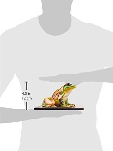 4D Vision Frog Anatomy Model - Image 4