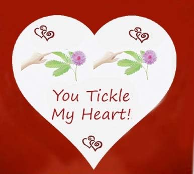 Item 1 (2) TickleMe Plant Seed Packets Item 2 You Tickle My Heart Valentine's Day Set to Easily Grow the House Plant that Closes Its Leaves When You Tickle it or Blow It a Kiss! - Image 5