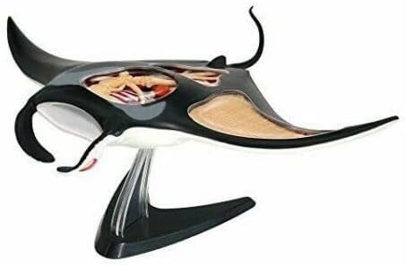 4D Manta Ray Anatomy Kids Science Model by Unknown