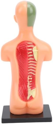 Human Body Model for Kids, Human Torso Anatomy with Removable Organs and Ribs, Educational Science Kit for School and Home Learning - Image 7