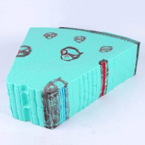 Plant Model Dicotyledonous Herb Stem Model Plant Cell Model Teaching Instruments Corn Stalk Cross-Cut Model for Biology Teaching - Image 4