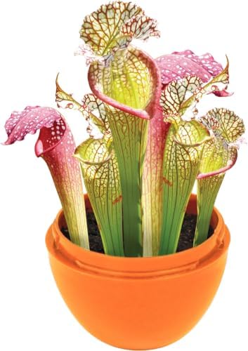 Toys by nature Mini Terrariums - Meat-Eating Pitcher Plants - Image 2