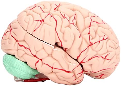 Human Brain Model - Detachable E Onal Tool for Neuroscience Studies - Image 7