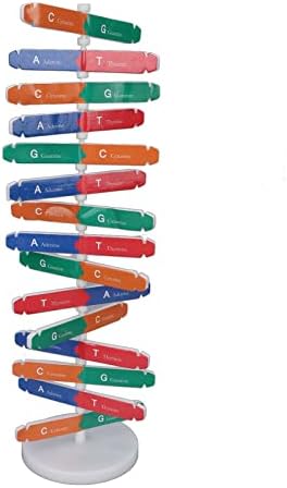 Jiawu Human DNA Model Toy, Colorful Double Spiral Assemble Kit for Educational Fun and Science Learning for Kids, PVC, 1 Unit - Image 7