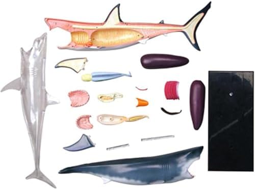 4D Shark Anatomy Model, 20 Detachable Organs and Body Parts Biology Model for Study Display Teaching Medical Model - Image 7