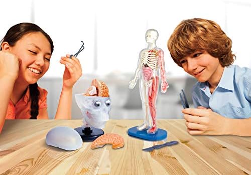 SMARTLAB Toys Totally Squishy from Head-to-Toe - 60 Pieces - 36 Removable Parts - 12" Human Body Model & Stand - 24-Page Illustrated Book - Includes Glowing Eyeballs! - Image 7
