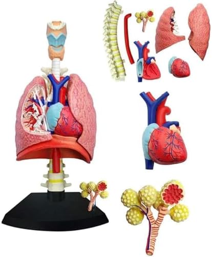 4D Respiratory System Model Lung Model Anatomical, Model of Human Heart and Lungs 21 Removable Parts for Medical Teaching - Image 6