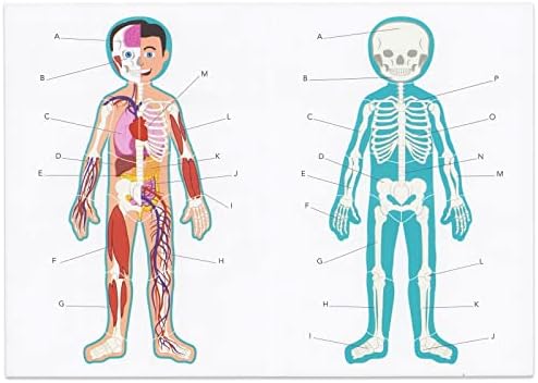 Blue Panda Interactive Magnetic Human Body Model - 3 ft, 17-Piece Double-Sided Anatomy Set for Kids - Human Anatomy with Organs, Educational Skeleton & Body Parts - Image 7