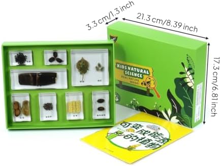 Children Learning Classroom Kit with Resin Sample Blocks Display Box Inner Tray and Study Cards Neat Compartment Design and Guided Learning Suitable, Plants that Can Be Converted Into Energy - Image 2