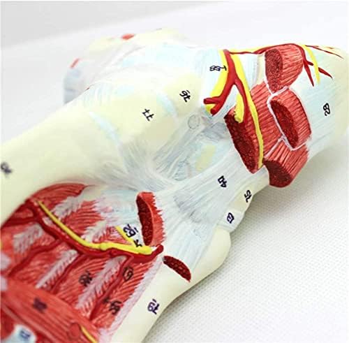 Foot Model 23 * 8 * 12cm Foot Skeleton Anatomical Pattern with ligaments, Muscles, Nerves and Arteries 9 Parts Lifestyle - Image 7