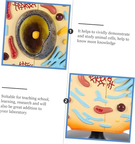 Animal Cell Model Display Anatomical Teaching Aid, Animal Cell Teaching Kit for Students Educational Cell Anatomy Display Detachable Organelles for Biology Classroom Demonstrations - Image 7