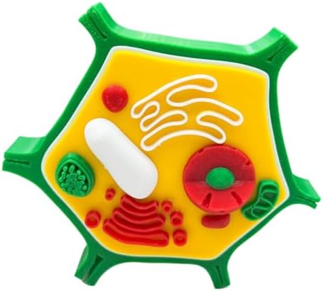 and Plant Cell Anatomy Model Anatomical Animal Plant Cell Model Biology Class Teaching Tool Animal and Detachable - Image 7