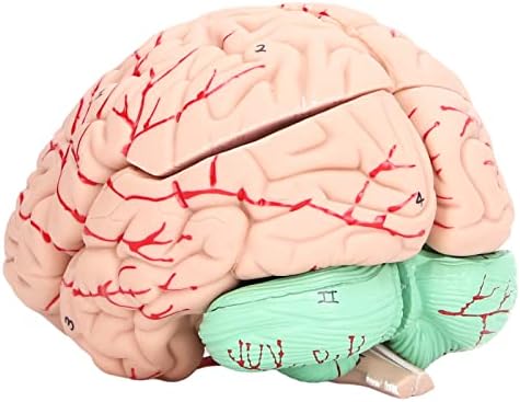 Human Brain Model Anatomy for Kids, Neuroscience Study Brain with Major Parts, Detachable Cross Sectional Brain Mold with Study Card for School Home Use - Image 7
