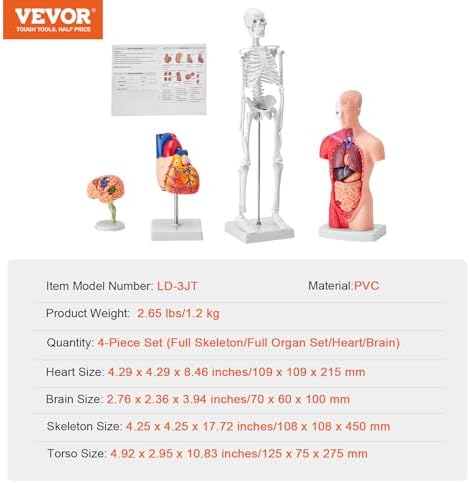 VEVOR Human Anatomy Model Bundle Set - Human Skeleton, Brain, Human Torso Body, Heart - Set of 4, Detachable Hands-on 3D Model Physiology Teaching Tools for Study and Display, with Manual - Image 7