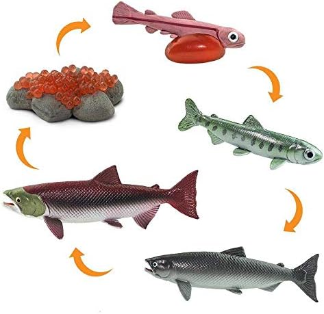 Safari Ltd. Life Cycle of a Salmon Set - 5 Hand-Painted, Lifelike Model Figures - Fun Educational Toy for Boys, Girls & Kids Ages 4+ - Image 4