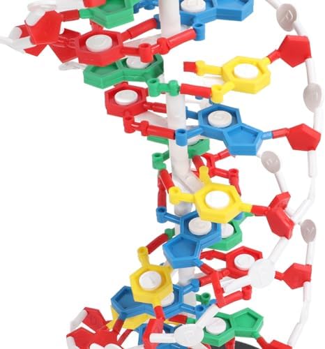 DNA Structure Model Plastic Educational DNA Model Teaching Equipment - Image 7