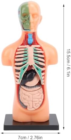 Asixxsix Human Body Model, Plastic Anatomy Model Educational Human Torso Anatomy Model Realistic Human Body, 3D Model Study Tool for Medical Student or as Educational Kit for Kids - Image 7