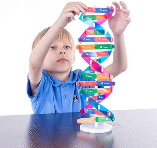 DNA Double Helix Model, Biology Science Educational Aid for Students - Image 7