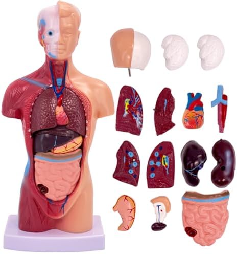 15 Pcs Removable Organs Human Anatomy Torso Model School Medical Education Display Human Torso Anatomy Model with Heart Head Skull Brain Skeleton Model for Educational Kit for Kids by Unknown