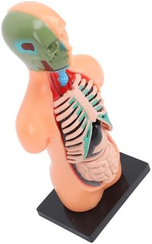 Focket Human Body Model, Plastic Anatomy Model Torso Educational Torso 3D Terrestrial with 8 Removable Organs for School Home Learning Activities - Image 7