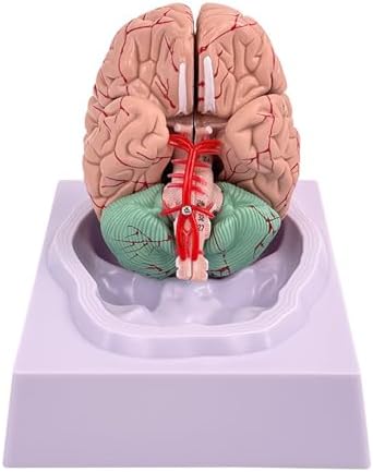 Disassembled Anatomical Human Brain Model - 8-Part Medical Teaching Tool for Brain Anatomy Study, Kids Learning & Science Classroom, Realistic Human Body Puzzle for Students and Doctors - Image 7