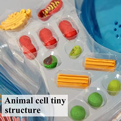 4d Animal Cell Model Human Body Model for Doctors Office Educational Tool Assembly Animal Cell Biology Teaching Models - Image 7
