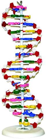 VADNA1 DNA Model(25 x 8 inches) | Mounted on Rotatable, Circular Stand | Made of Durable and Colorful PVC | Phosphate can be Removed by Vision+Scientific