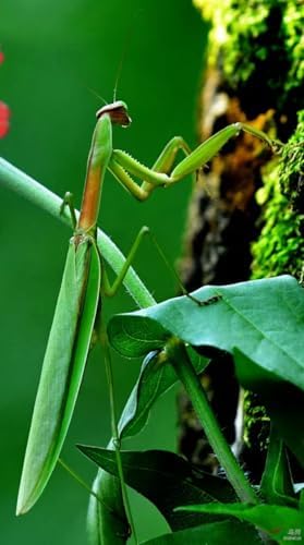 Carolina Praying Mantis Egg Case on a Wooden Stick Attached,with Outdoor Hatching Bag(Three Carolina Praying Mantis Eggs) –Includes 50-200 Nymphs | Perfect for STEM Education, Eco-Friendly Garden - Image 7