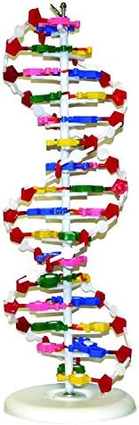 Parco Scientific MOLE1001 DNA Model by Parco+Scientific