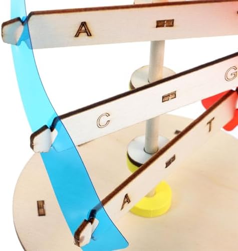 2psc DNA Double Helix Model Kit for Teaching Biology Projects - Image 7