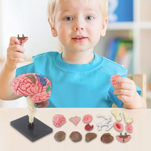 Human Brain Model Anatomy with Detachable Parts - Educational Neuroscience Tool for Students, Kids & Medical Professionals, PVC Material - Image 7