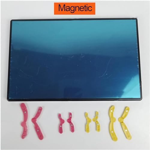 Cell Meiosis Model Magnetic, Medical Anatomy Chromosomal Change Model Components for Middle School Biology Teaching Equipment - Image 5