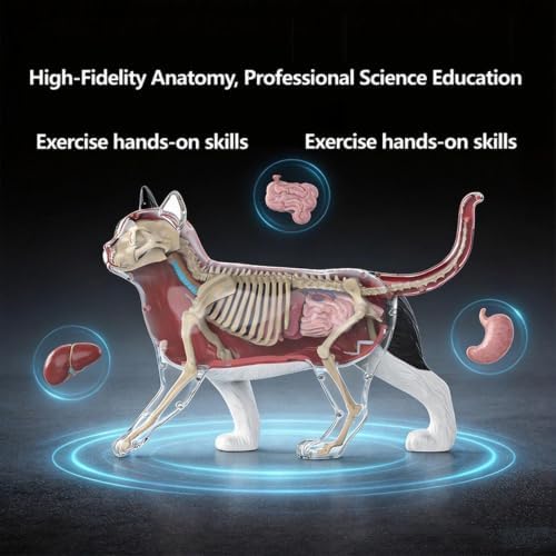 4D Cat Anatomy Model 4D Learning Aid - Image 7