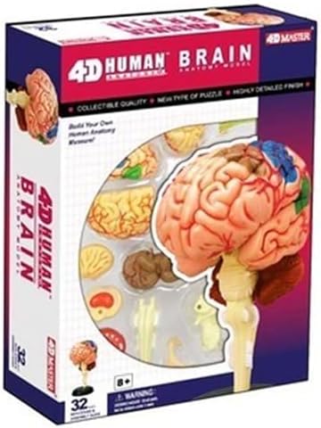 Brain Model, Brain Anatomy Model, Brain Functions Model, Human Anatomy for Kids, Foam Brain Model, Psychology Biology or Science,Ages 7+ - Image 5