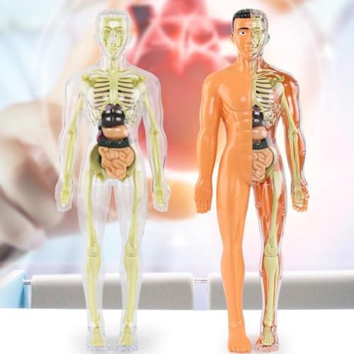Human Anatomy Model Set Educational STEM Kit Teaching Skeleton Model Kit with Removable Organs Learning Tool for Science Classroom Demonstrations and Displays (Half Transparent) - Image 7