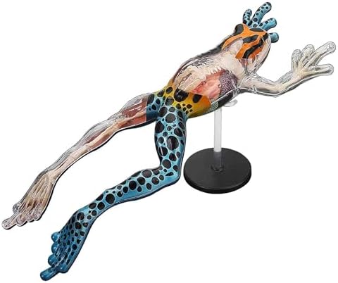 4D Vision Poison Dart Frog Anatomy Model - Medical Quality Collectible with Fully Detachable Organs and Body Parts by Unknown