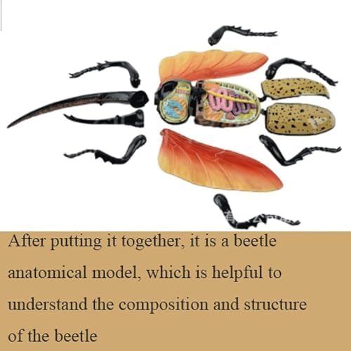 4D Vision Beetle Anatomy Model, Model Organ Model, Biological Insect Anatomical Teaching Model, Medical Research Demonstration for Teaching - Image 6