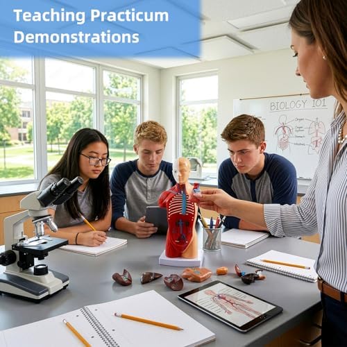 ZENFUN 11 inch Human Body Model for Anatomy, 15 Pcs Removable Human Torso Anatomical Model with Heart Head Skull Brain Skeleton, Digestive System Model for Teaching, and Medical Education Display - Image 7
