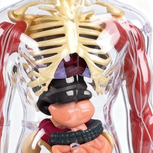 Human Anatomy Body Model,Skeletal Parts Children's Toy,for Kids Ages 4-8, for 4 5 6 7 8 Year Old Boy Birthday Gift,Human Model Skeleton Organ Assembly Toy - Image 7