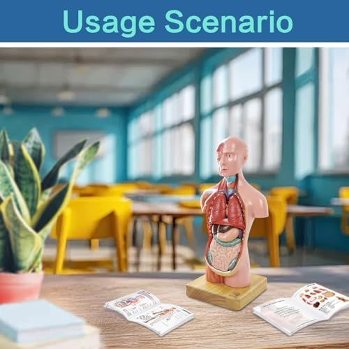 Human Body, Skeleton and Heart Models-Best Anatomy Model Bundle Set of 3 - Image 7