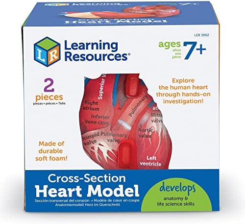 Learning Resources Cross-Section Human Heart Model - Image 4