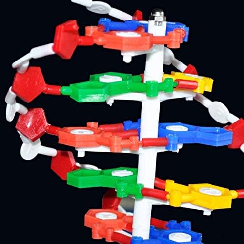 DNA Models Biology Teaching aid Equipment Teaching aids Biology Assembly Model DNA Model Human Gene 21Cm - Image 4