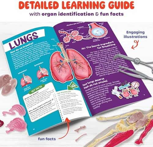 Human Anatomy Squishy Body Model - STEM Science Kits for Kids Ages 8 Years - Image 7