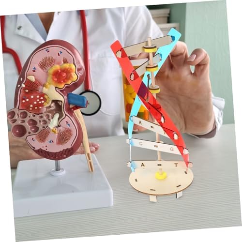 DIY DNA Model Science Toy for Kids Biology Learning - Image 3